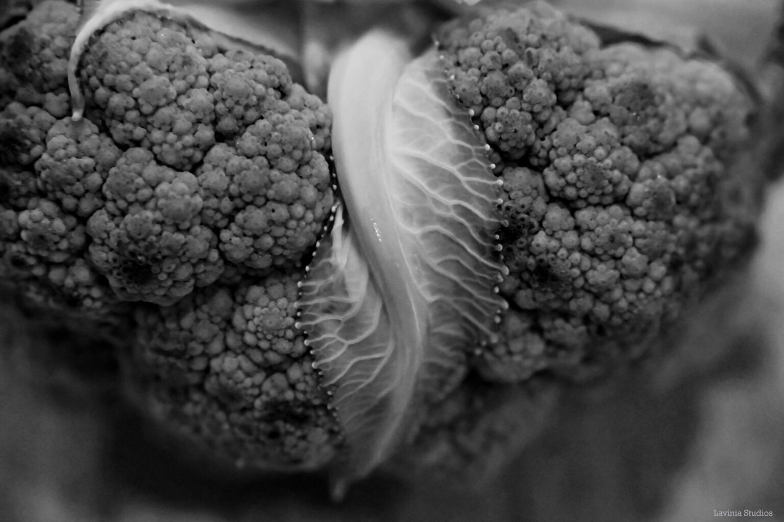 A black and white close up of a head of cauliflower, drawing attention to its rough and smooth textures.